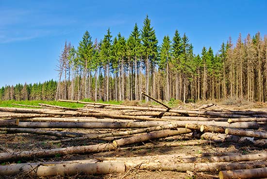 The Forest and the Trees